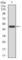 CD6 Molecule antibody, abx012057, Abbexa, Western Blot image 