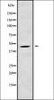 Ataxin-10 antibody, orb338027, Biorbyt, Western Blot image 