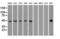 Keratin 18 antibody, LS-C114312, Lifespan Biosciences, Western Blot image 