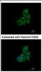 Chaperonin Containing TCP1 Subunit 8 antibody, NBP2-15770, Novus Biologicals, Immunocytochemistry image 