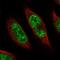 PHD Finger Protein 20 Like 1 antibody, PA5-55216, Invitrogen Antibodies, Immunofluorescence image 