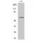 Solute Carrier Family 43 Member 1 antibody, LS-C386075, Lifespan Biosciences, Western Blot image 