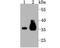 Pyruvate Dehydrogenase E1 Beta Subunit antibody, A03998-1, Boster Biological Technology, Western Blot image 
