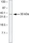 Suppressor Of Cytokine Signaling 2 antibody, 34-6900, Invitrogen Antibodies, Western Blot image 