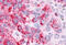 Estrogen Related Receptor Alpha antibody, MBS244362, MyBioSource, Immunohistochemistry frozen image 