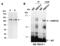 DNA Methyltransferase 3 Alpha antibody, R0015-2, Abiocode, Immunoprecipitation image 