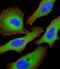 TSC Complex Subunit 2 antibody, PA5-13364, Invitrogen Antibodies, Immunofluorescence image 