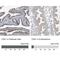 CDP-Diacylglycerol Synthase 1 antibody, NBP1-85894, Novus Biologicals, Immunohistochemistry paraffin image 