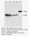 Purinergic Receptor P2X 3 antibody, LS-C171728, Lifespan Biosciences, Western Blot image 