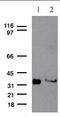 Serine And Arginine Rich Splicing Factor 2 antibody, ab28428, Abcam, Western Blot image 
