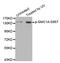 Structural Maintenance Of Chromosomes 1A antibody, LS-C335011, Lifespan Biosciences, Western Blot image 