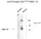 Mitogen-Activated Protein Kinase Kinase 1 antibody, XPS-1018, ProSci, Western Blot image 