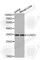 CCNG1 antibody, A1533, ABclonal Technology, Western Blot image 