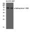 Splicing Factor 1 antibody, A01009S82, Boster Biological Technology, Western Blot image 