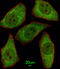 Methionine Sulfoxide Reductase A antibody, abx033324, Abbexa, Flow Cytometry image 