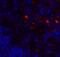 Platelet receptor Gi24 antibody, A32320, Boster Biological Technology, Immunofluorescence image 
