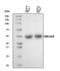 Nuclear Receptor Subfamily 1 Group H Member 4 antibody, A00835-1, Boster Biological Technology, Western Blot image 