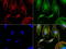 NME/NM23 Nucleoside Diphosphate Kinase 1 antibody, LS-C796834, Lifespan Biosciences, Immunofluorescence image 