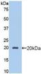 Protein C Receptor antibody, LS-C299716, Lifespan Biosciences, Western Blot image 