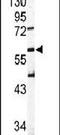 Sialic acid-binding Ig-like lectin 6 antibody, PA5-11677, Invitrogen Antibodies, Western Blot image 