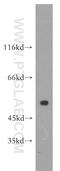 High Mobility Group 20A antibody, 12085-2-AP, Proteintech Group, Western Blot image 