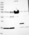 Nucleolar And Spindle Associated Protein 1 antibody, NBP2-13685, Novus Biologicals, Western Blot image 