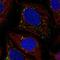 Acyl-CoA Synthetase Medium Chain Family Member 5 antibody, NBP1-91646, Novus Biologicals, Immunofluorescence image 