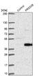 Serine Protease 38 antibody, NBP1-93453, Novus Biologicals, Western Blot image 