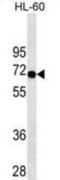 Switching B Cell Complex Subunit SWAP70 antibody, abx025400, Abbexa, Western Blot image 