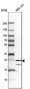 Hypoxanthine Phosphoribosyltransferase 1 antibody, NBP1-92006, Novus Biologicals, Western Blot image 