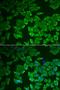 Corticotropin Releasing Hormone Binding Protein antibody, LS-B15599, Lifespan Biosciences, Immunofluorescence image 