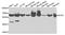 Crystallin Gamma S antibody, A06711, Boster Biological Technology, Western Blot image 