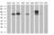 Acyl-CoA Synthetase Short Chain Family Member 2 antibody, MA5-25697, Invitrogen Antibodies, Western Blot image 