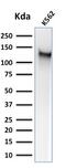 Sialophorin antibody, GTX34507, GeneTex, Western Blot image 