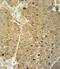 Alcohol Dehydrogenase 1C (Class I), Gamma Polypeptide antibody, PA5-25448, Invitrogen Antibodies, Immunohistochemistry frozen image 