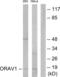 LTO1 Maturation Factor Of ABCE1 antibody, abx013722, Abbexa, Western Blot image 