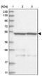 STAM-binding protein antibody, PA5-57401, Invitrogen Antibodies, Western Blot image 