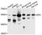 Dopa Decarboxylase antibody, STJ23355, St John