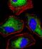 Density Regulated Re-Initiation And Release Factor antibody, MA5-24740, Invitrogen Antibodies, Immunofluorescence image 