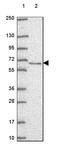 Target of EGR1 protein 1 antibody, HPA069119, Atlas Antibodies, Western Blot image 