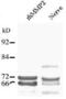 Matrix Metallopeptidase 2 antibody, PA1-16667, Invitrogen Antibodies, Western Blot image 