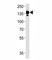 Ceruloplasmin antibody, F50323-0.4ML, NSJ Bioreagents, Flow Cytometry image 