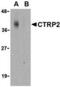 C1q And TNF Related 2 antibody, MBS150251, MyBioSource, Western Blot image 