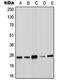Suppressor Of Cytokine Signaling 3 antibody, MBS822254, MyBioSource, Western Blot image 
