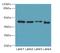 DNA Damage Inducible 1 Homolog 2 antibody, A65330-100, Epigentek, Western Blot image 