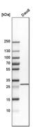 TRNA-Histidine Guanylyltransferase 1 Like antibody, PA5-57442, Invitrogen Antibodies, Western Blot image 