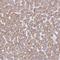 TRNA-YW Synthesizing Protein 5 antibody, HPA045803, Atlas Antibodies, Immunohistochemistry frozen image 