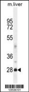 DnaJ Heat Shock Protein Family (Hsp40) Member B8 antibody, 55-307, ProSci, Western Blot image 