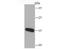 C-C Motif Chemokine Ligand 5 antibody, A00617-1, Boster Biological Technology, Western Blot image 