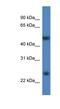Methyltransferase Like 4 antibody, NBP1-79301, Novus Biologicals, Western Blot image 